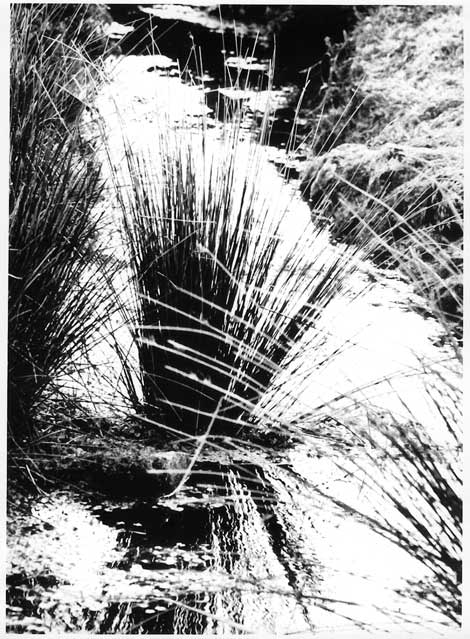 dartmoor reeds